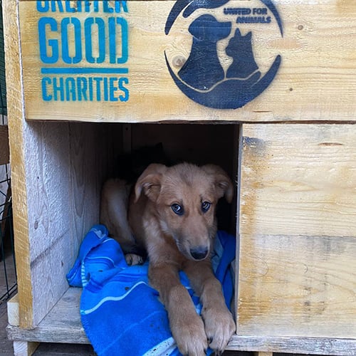 VS-Photograph_20231221_DRI_Ukraine_UnitedforAnimals_002_©UfA copy